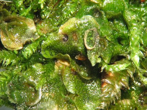 Image of Crescent-cup liverwort