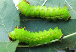 Image of Actias artemis (Bremer & Grey 1853)