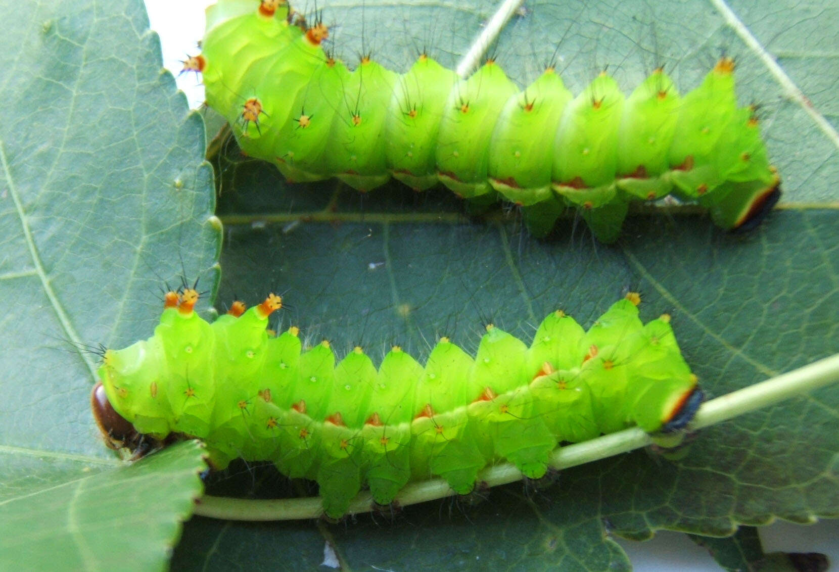 Image of Actias artemis (Bremer & Grey 1853)