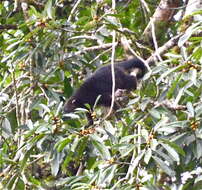 Image of Arctictis binturong binturong (Raffles 1821)