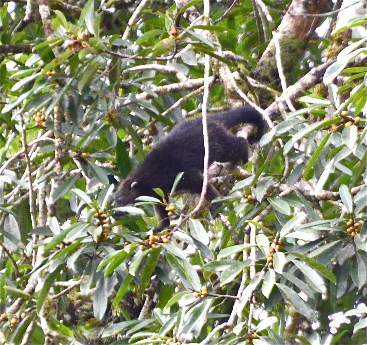 صورة Arctictis binturong binturong (Raffles 1821)