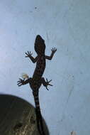 Image of Marbled Bow-fingered Gecko