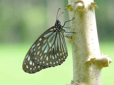 Image of Tirumala septentrionis