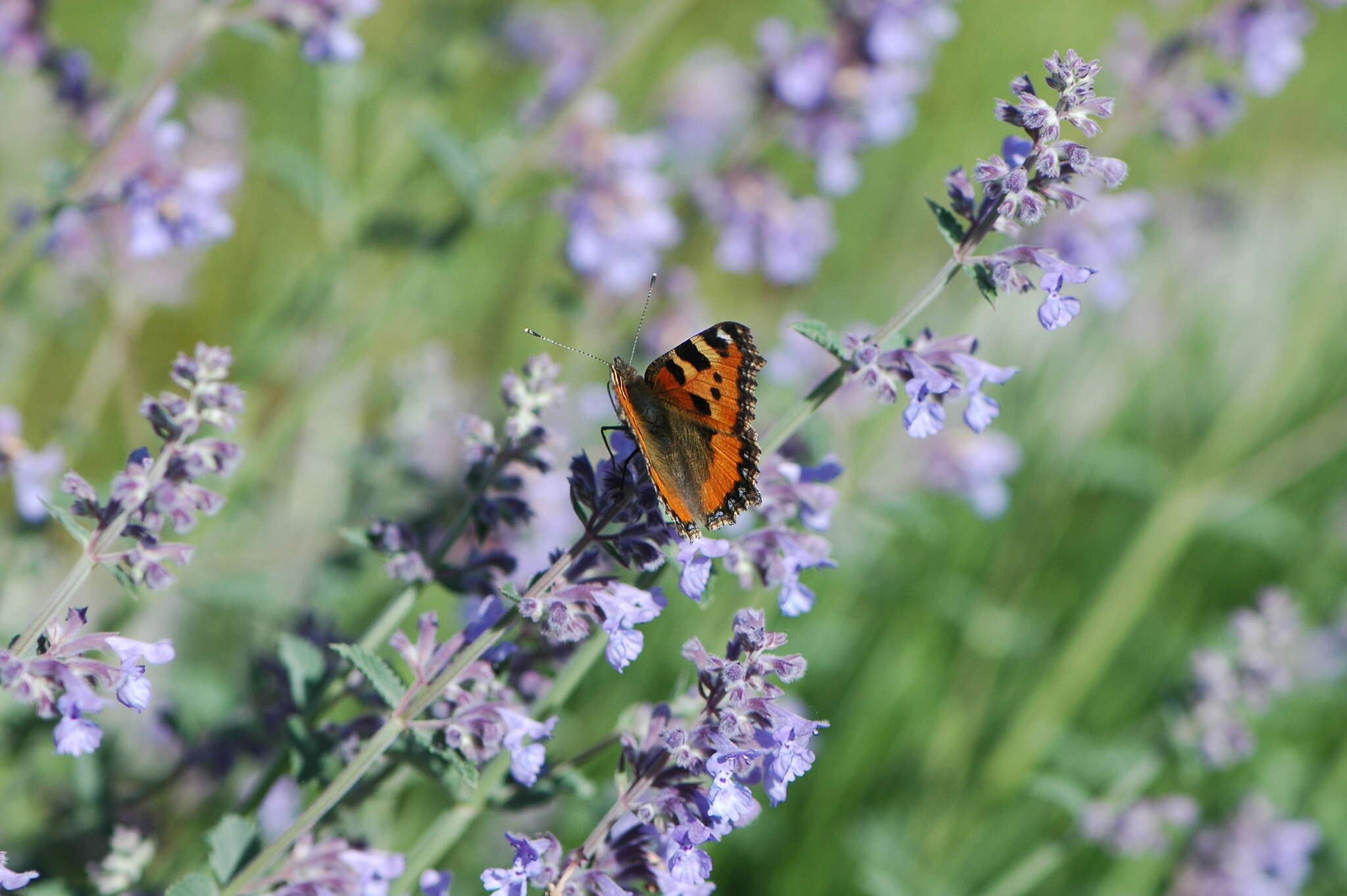 Imagem de Aglais urticae Linnaeus 1758