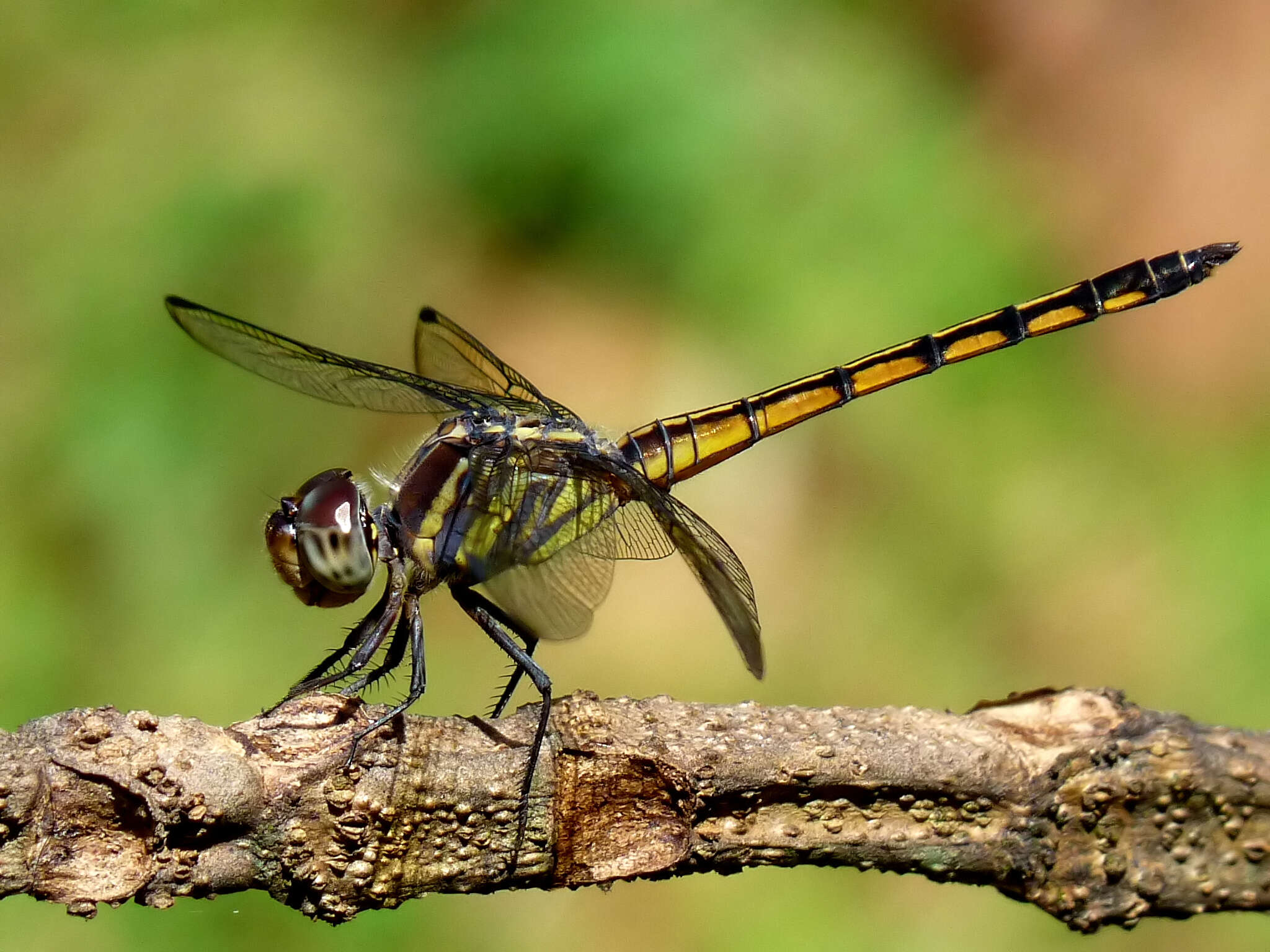 Image of Blue Chaser