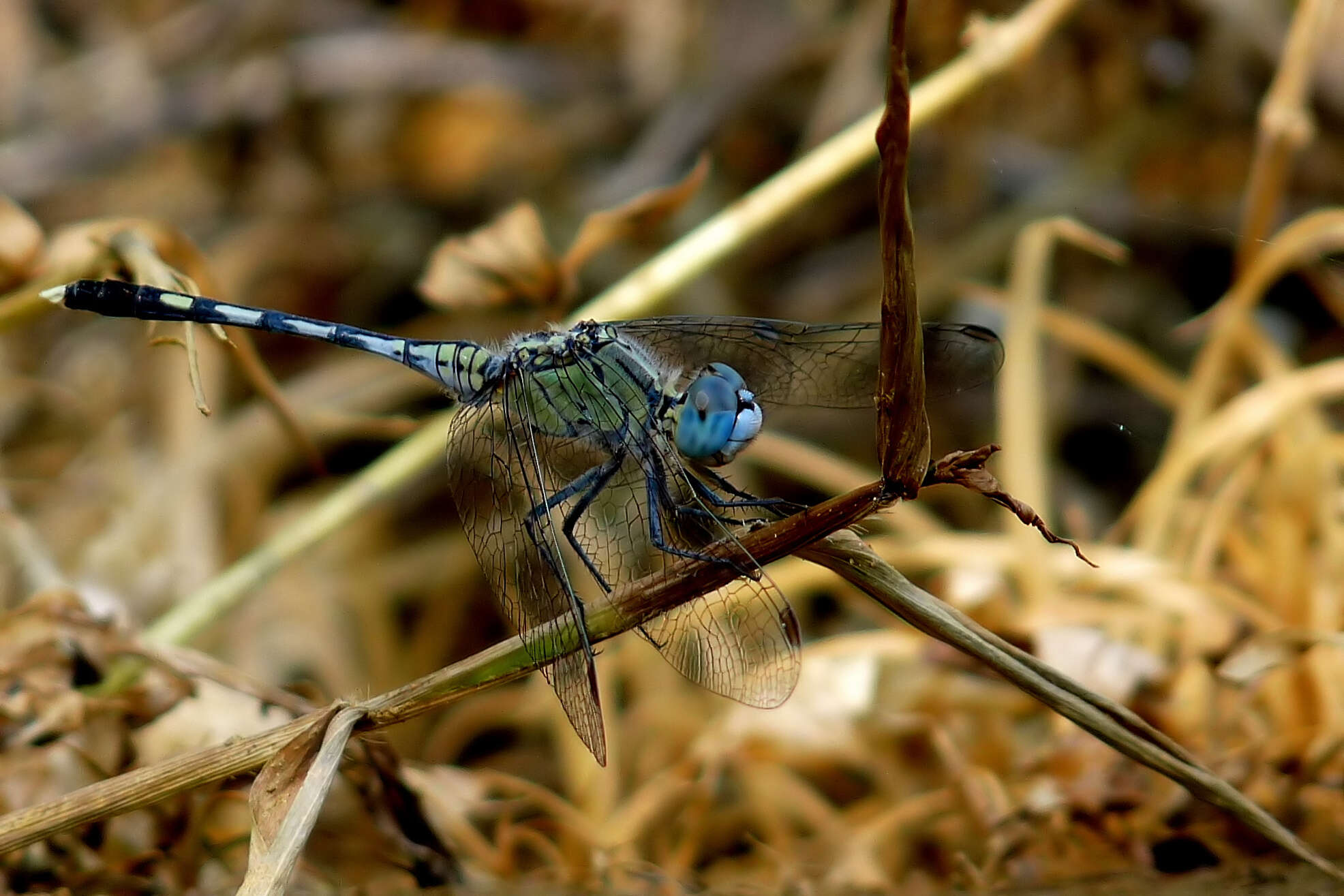 Image of Diplacodes trivialis (Rambur 1842)