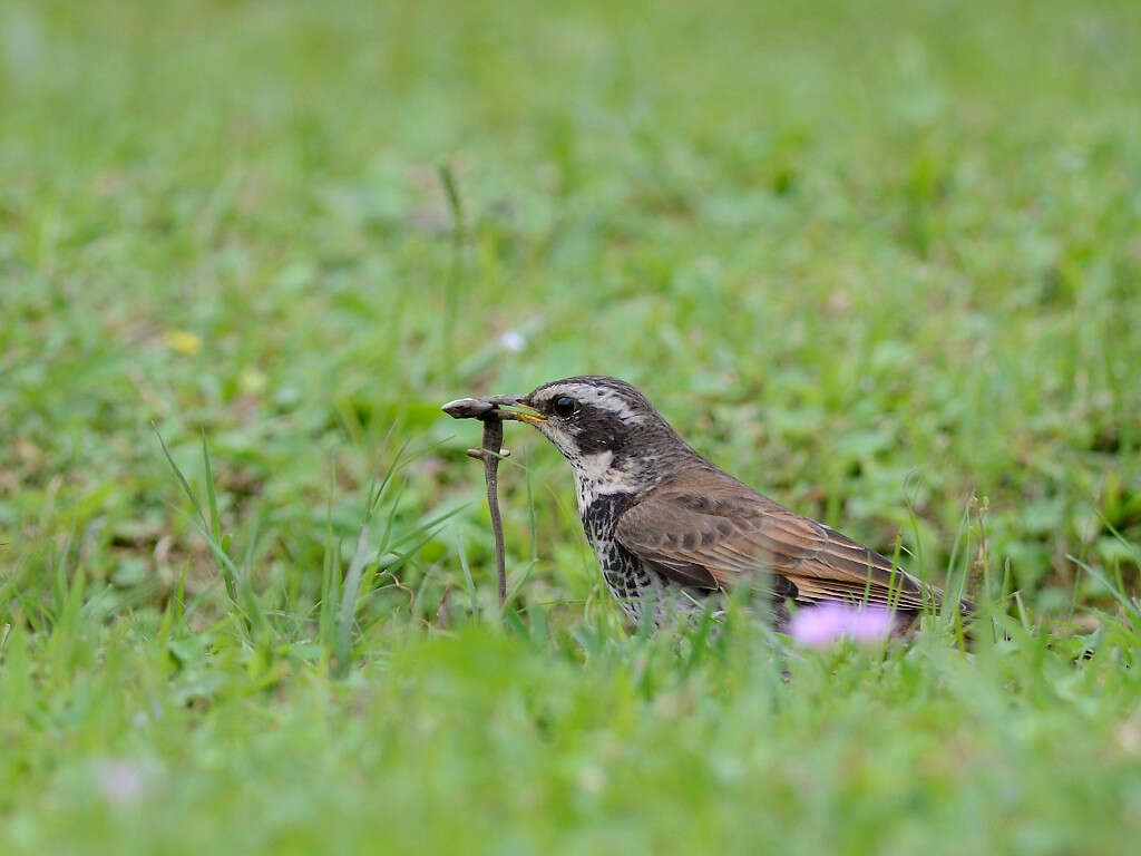 Image of Dusky Thrush