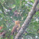 Image of Cream-colored Woodpecker