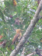 Image of Cream-colored Woodpecker