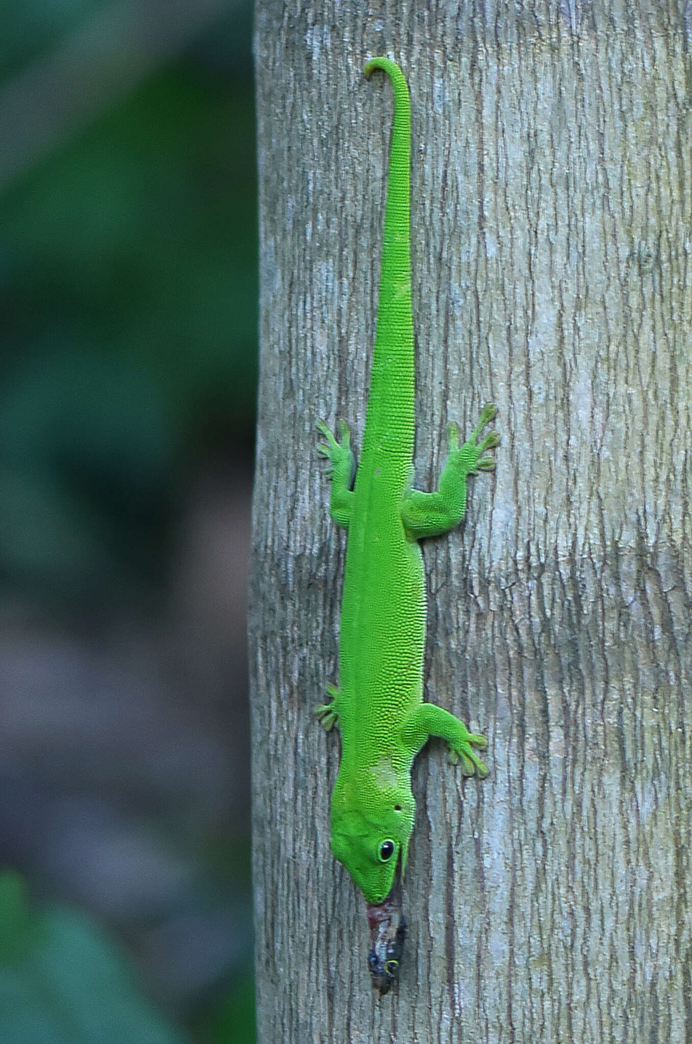 Plancia ëd Phelsuma grandis Gray 1870