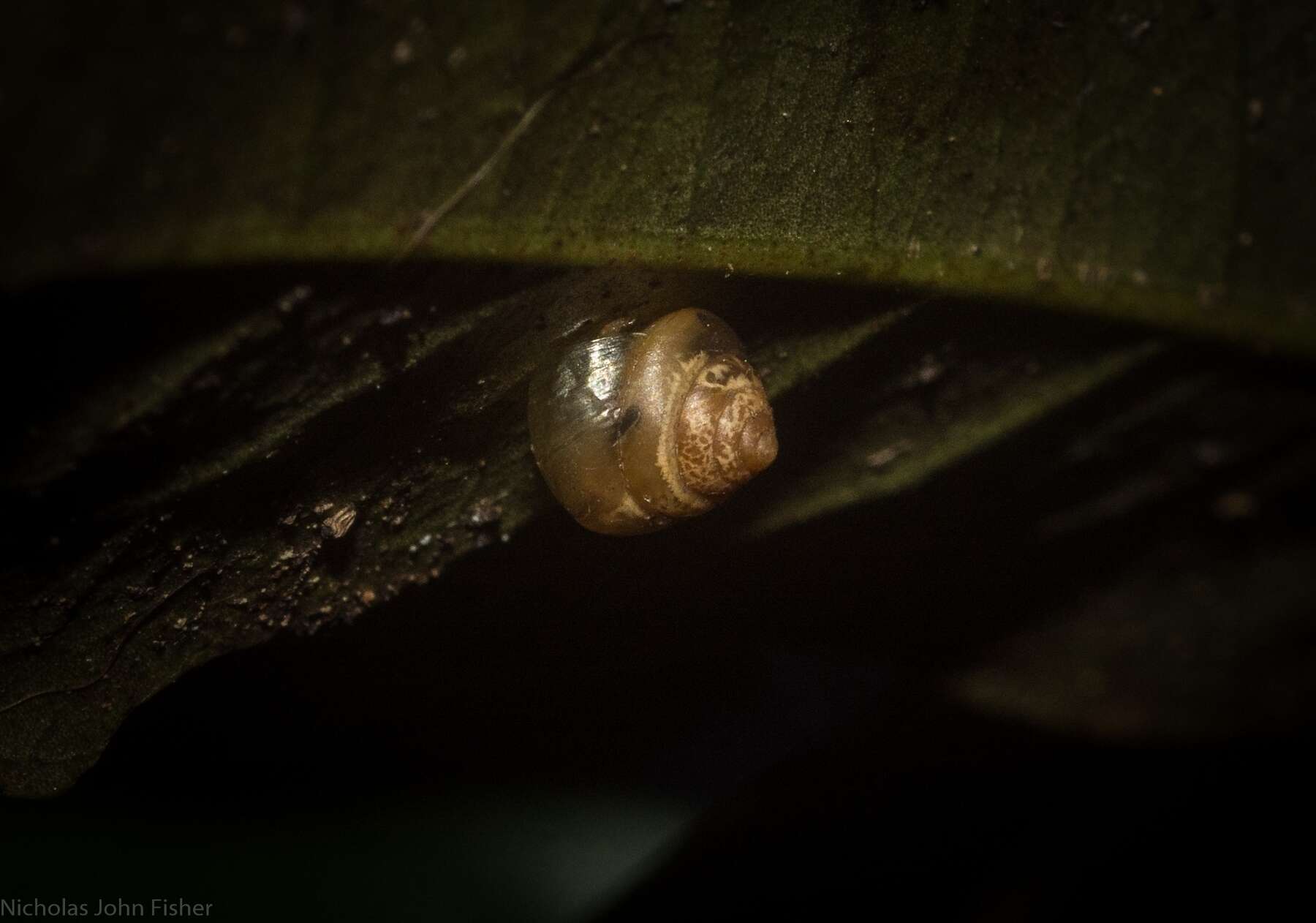 Image of Coneuplecta calculosa (Gould 1852)