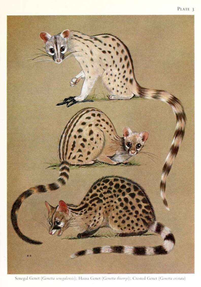 Image of Crested Genet