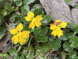 Image of Goodenia hederacea subsp. alpestris (K. Krause) R. Carolin