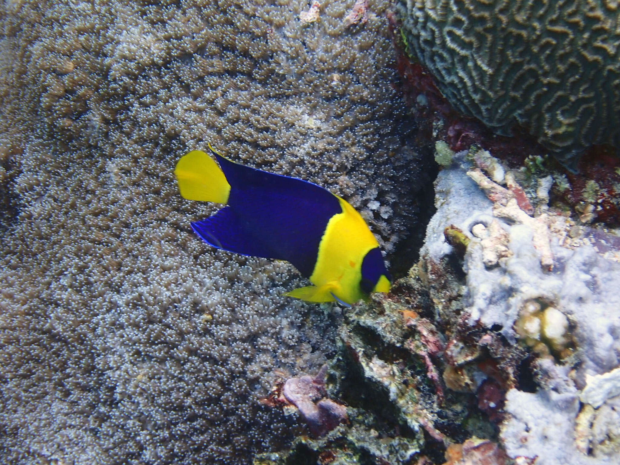 Image of Bicolor Angelfish