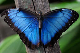 Imagem de Morpho menelaus Linnaeus 1758