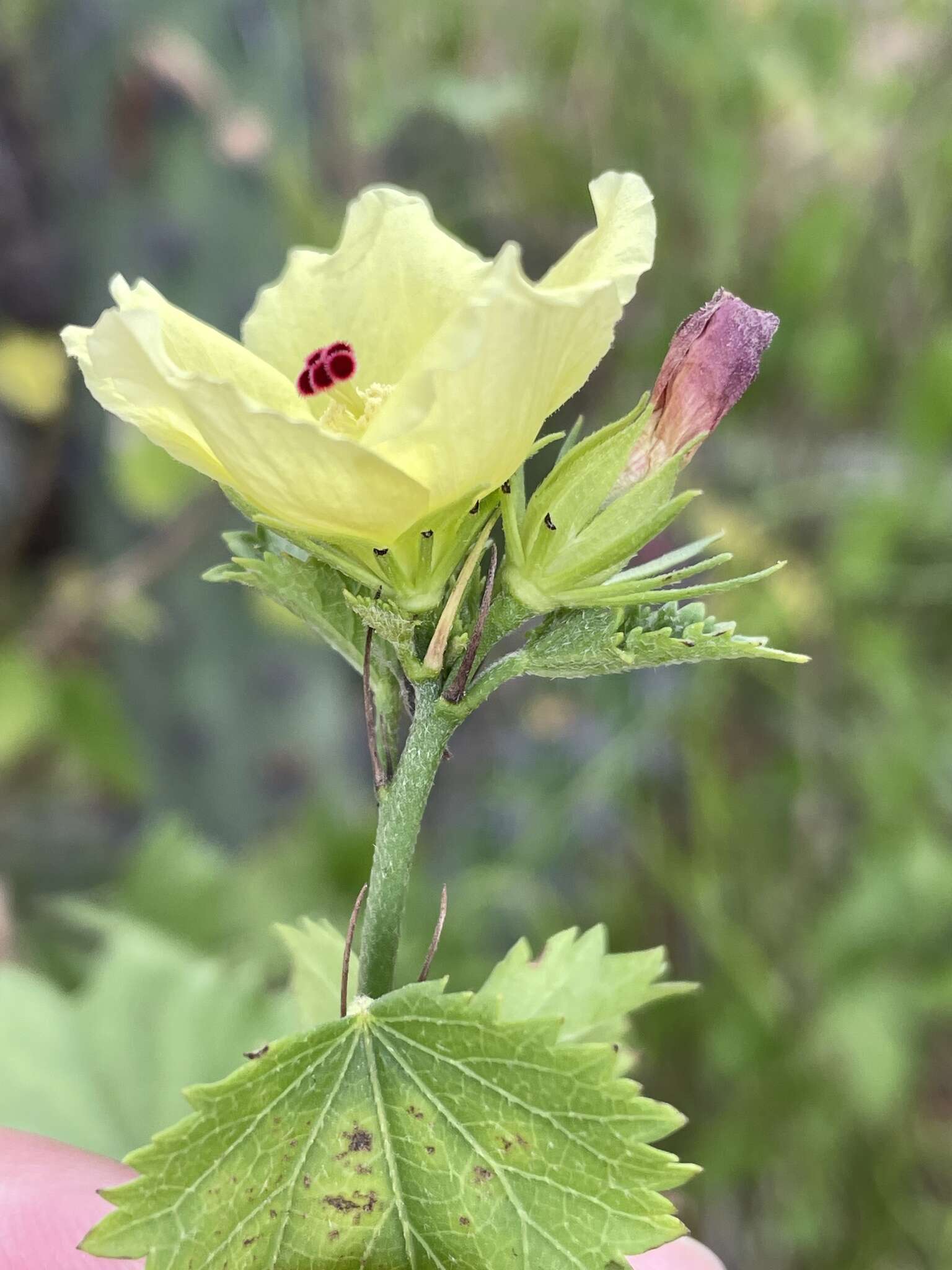 Hibiscus ribifolius A. Gray的圖片