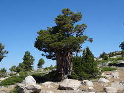 Image of western juniper