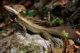 Image of Western Basilisk