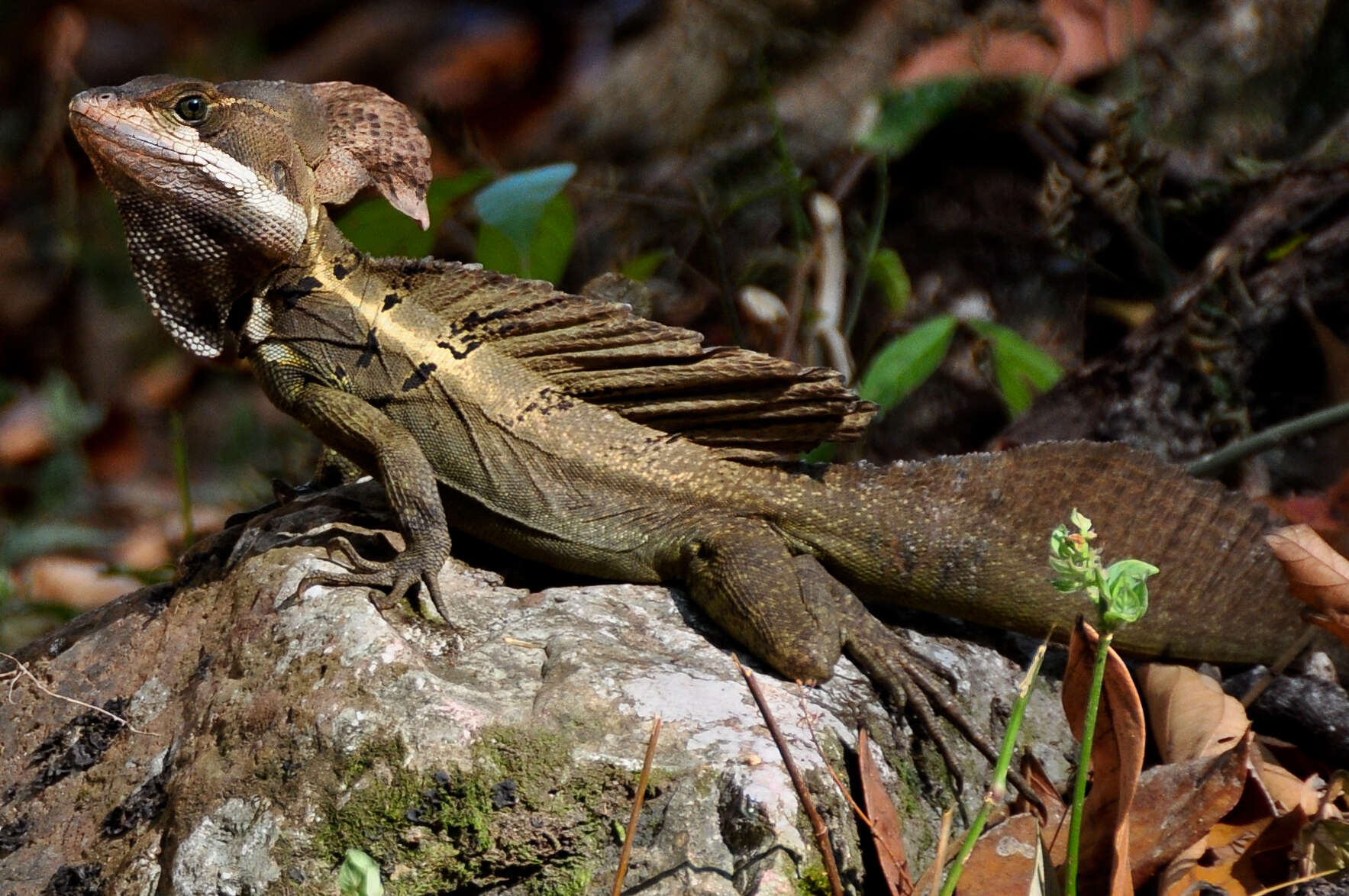 Image of Western Basilisk