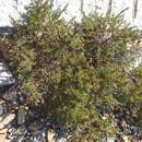 Image de Cliffortia ilicifolia var. cordifolia (Lam.) Harv.