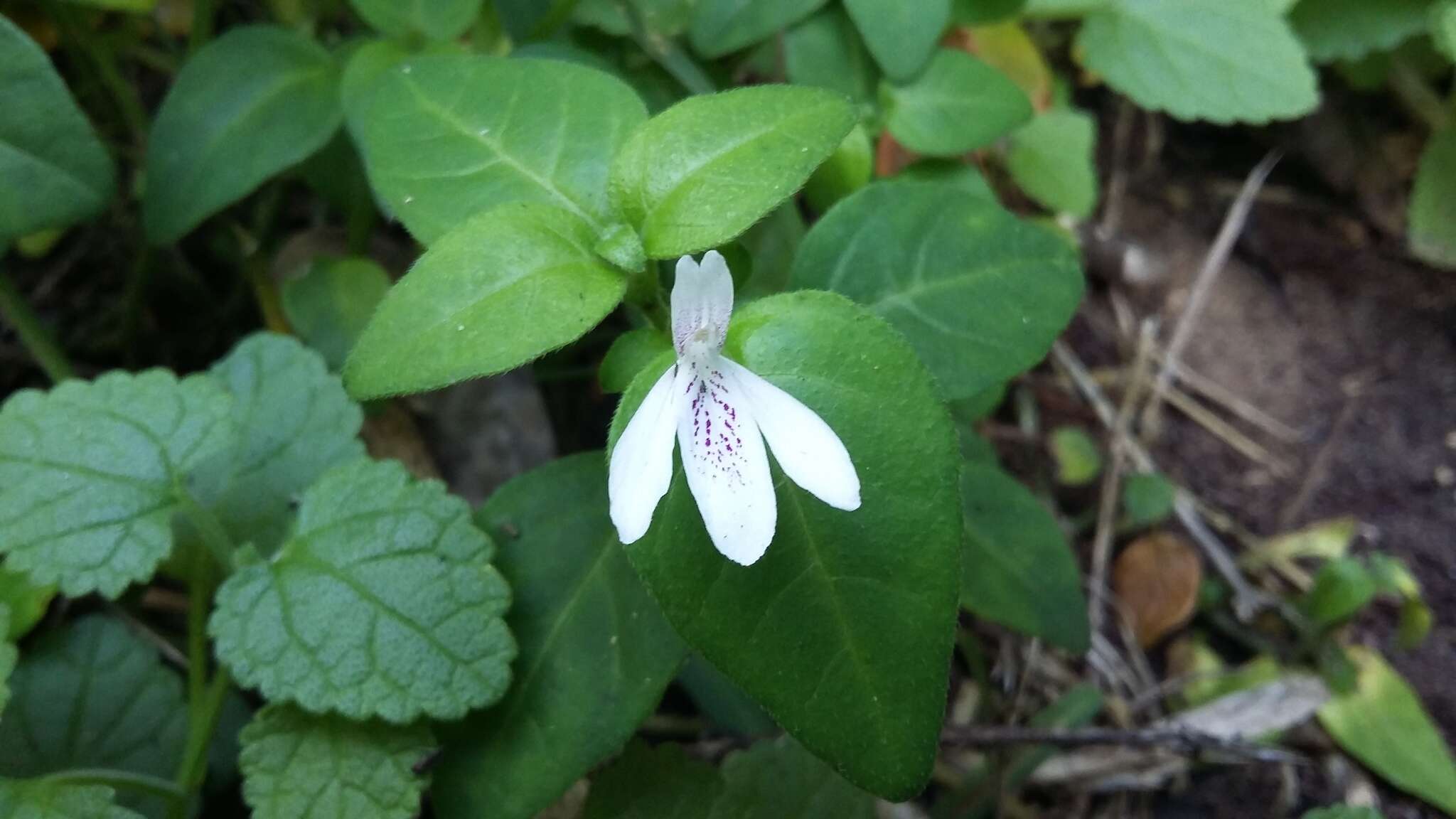 Image of Isoglossa gracillima Baker