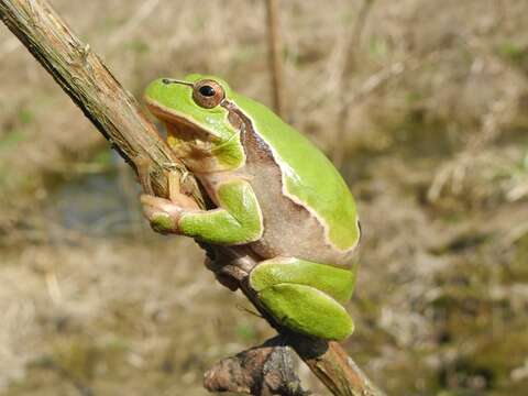 Image of Italian Tree Frog