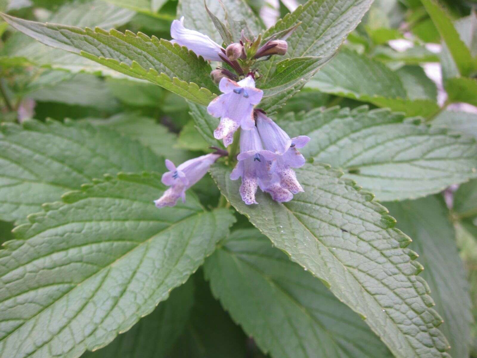 Nepeta subsessilis Maxim. resmi