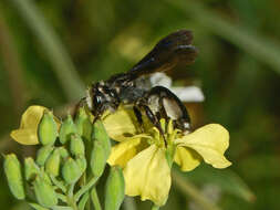 Image of Andrena agilissima (Scopoli 1770)