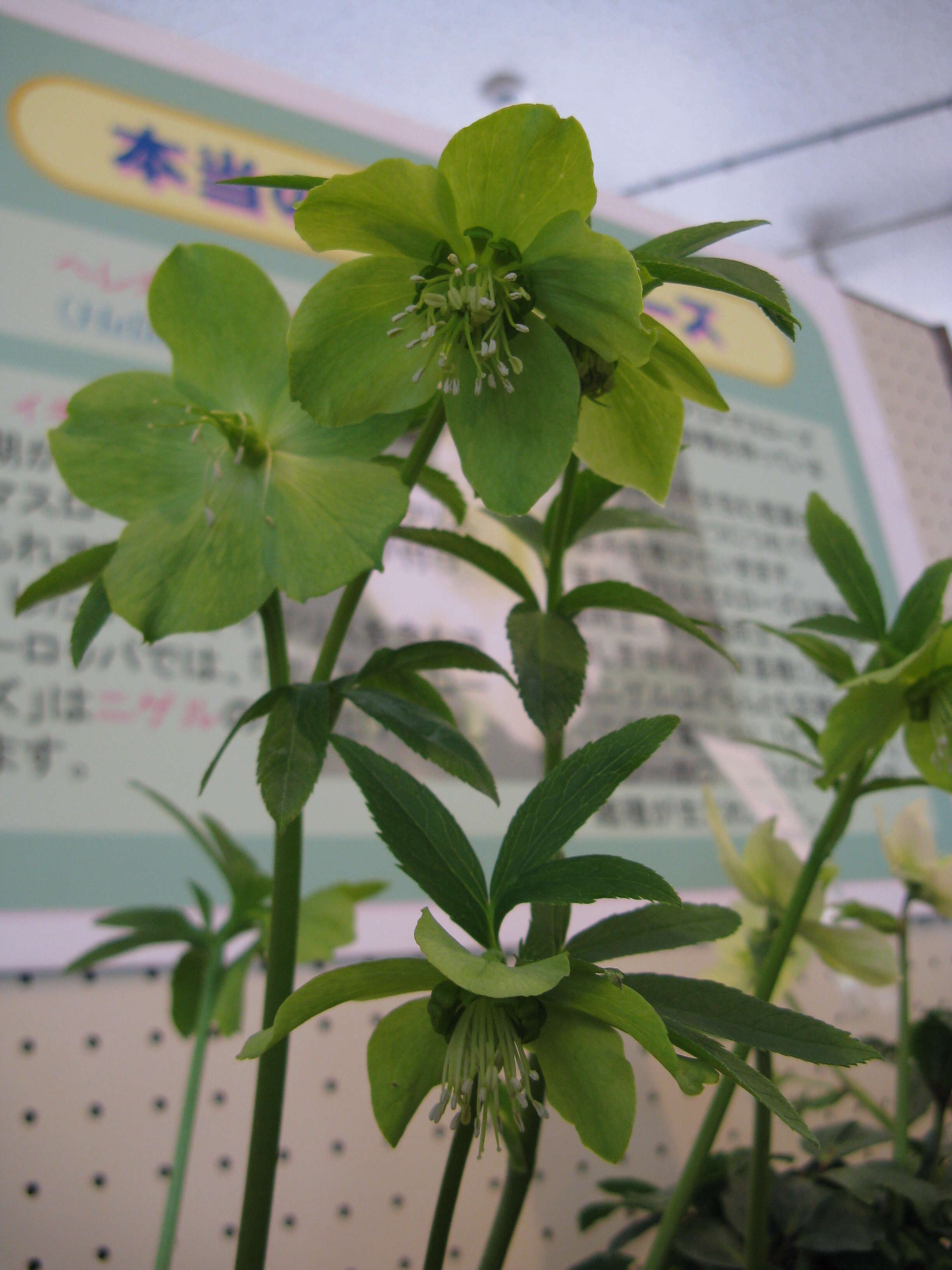 Image of Helleborus odorus subsp. cyclophyllus (A. Braun) Strid