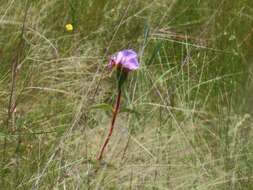 Imagem de Argyrella phaeotricha (Hochst.) Naud.