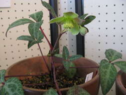 Image of livid hellebore