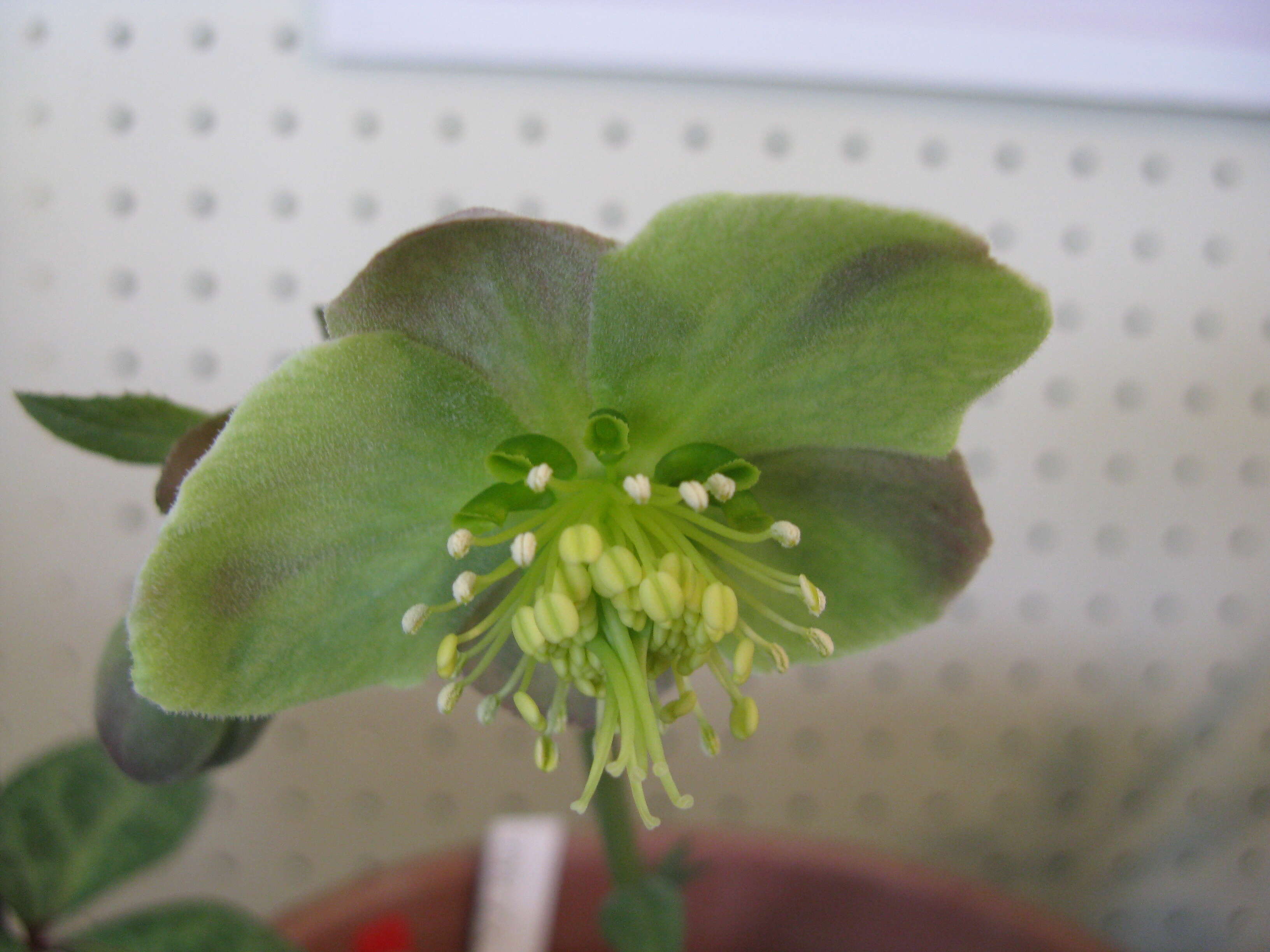 Image of livid hellebore