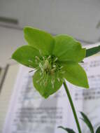 Image of Green Hellebore