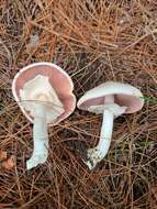 Image of Eastern Flat-topped Agaricus