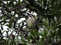 Image of Sulphur-bellied Flycatcher