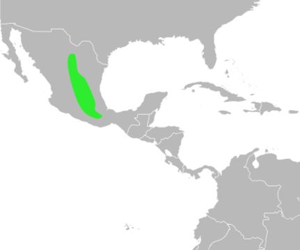 <span class="translation_missing" title="translation missing: en.medium.untitled.map_image_of, page_name: <i>Bufo occidentalis</i>">Map Image Of</span>