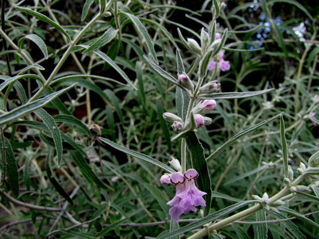 Imagem de Stachys rugosa Aiton