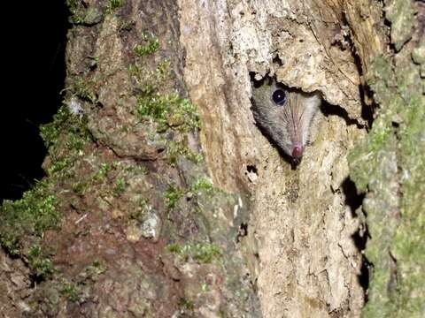 Image of Brown Antechinus