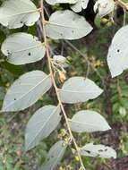 Image of Asegaai wood