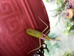 Image of Stagmatoptera biocellata Saussure 1869