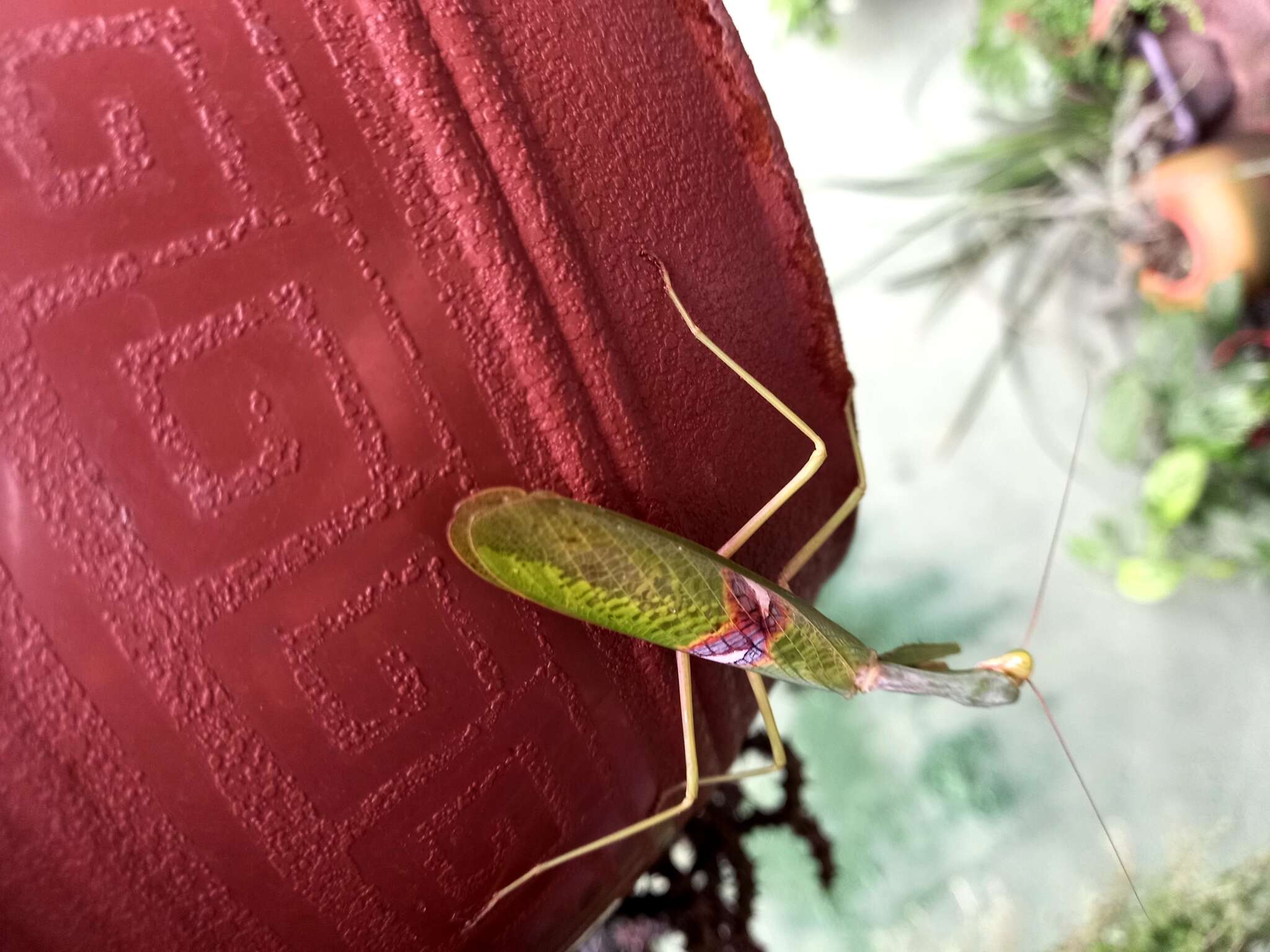 Image of Stagmatoptera biocellata Saussure 1869