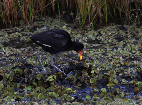 Image of Jacana jacana hypomelaena (Gray & GR 1846)