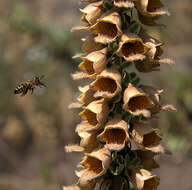 Imagem de Digitalis ferruginea L.