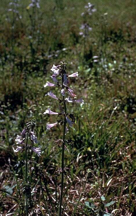 Imagem de Salvia lyrata L.