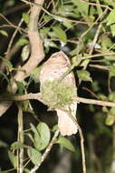 Image of Philippine Frogmouth