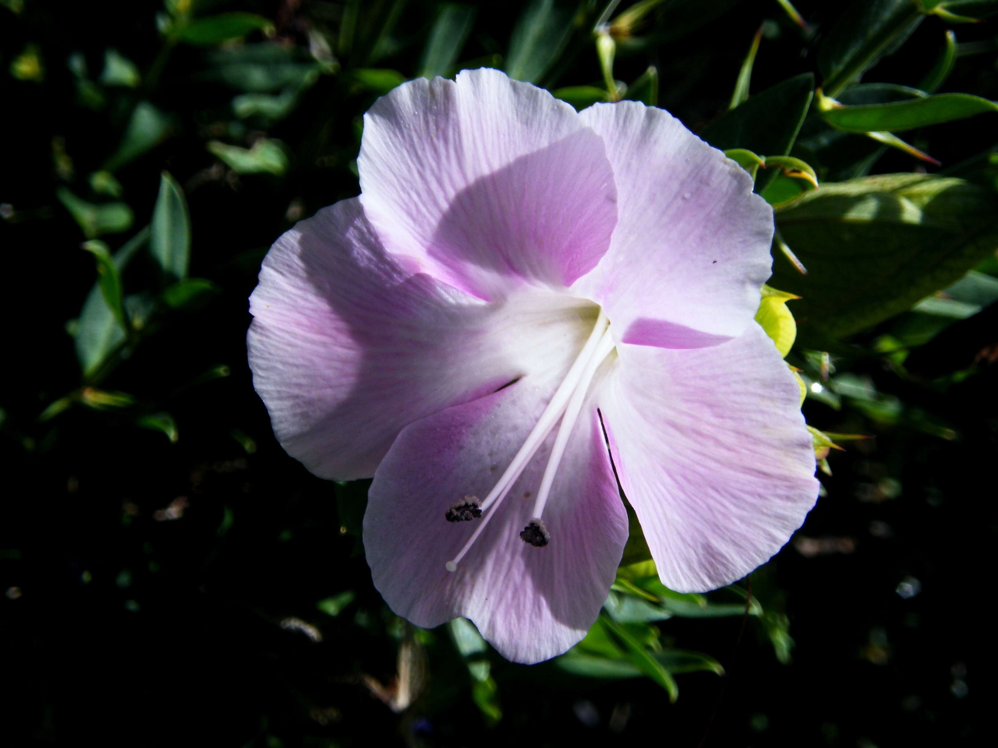 Barleria greenii M. J. & K. Balkwill的圖片