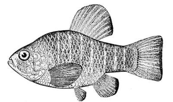 Image of Cyprinodon variegatus variegatus