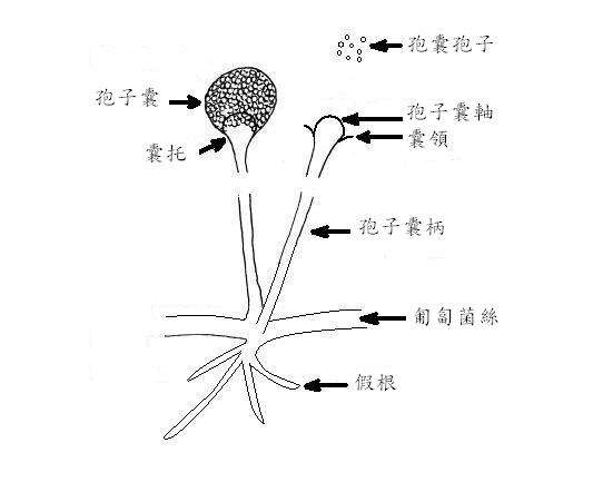 Image of Rhizopodaceae