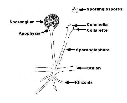 Image of Rhizopus stolonifer (Ehrenb.) Vuill. 1902