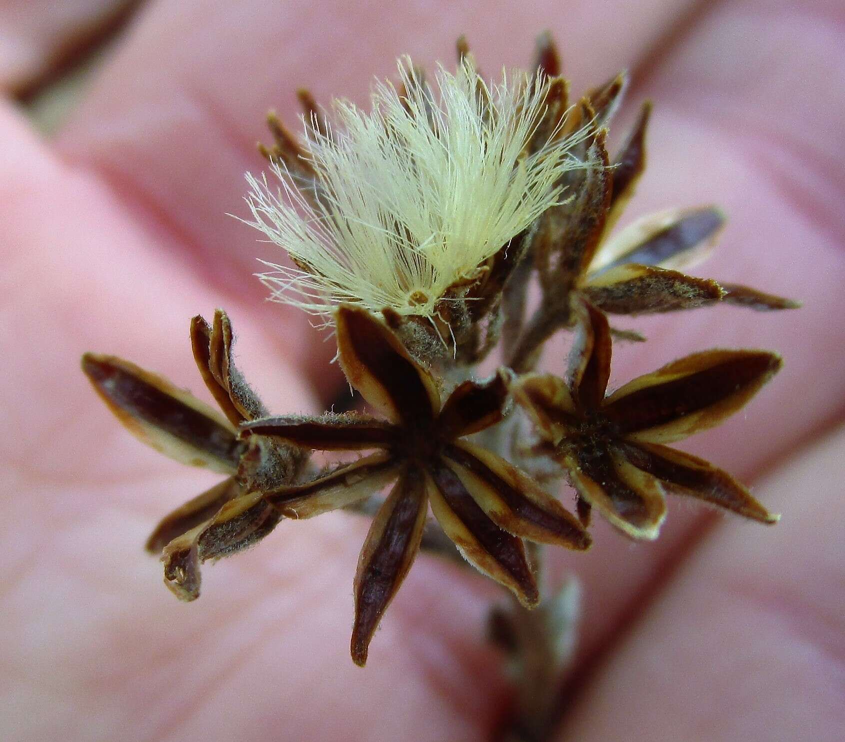 Image of Corymbium glabrum L.